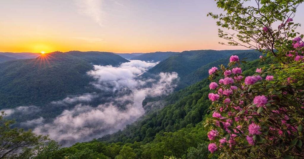 A breathtaking sunrise over misty green mountains, with vibrant pink flowers in the foreground