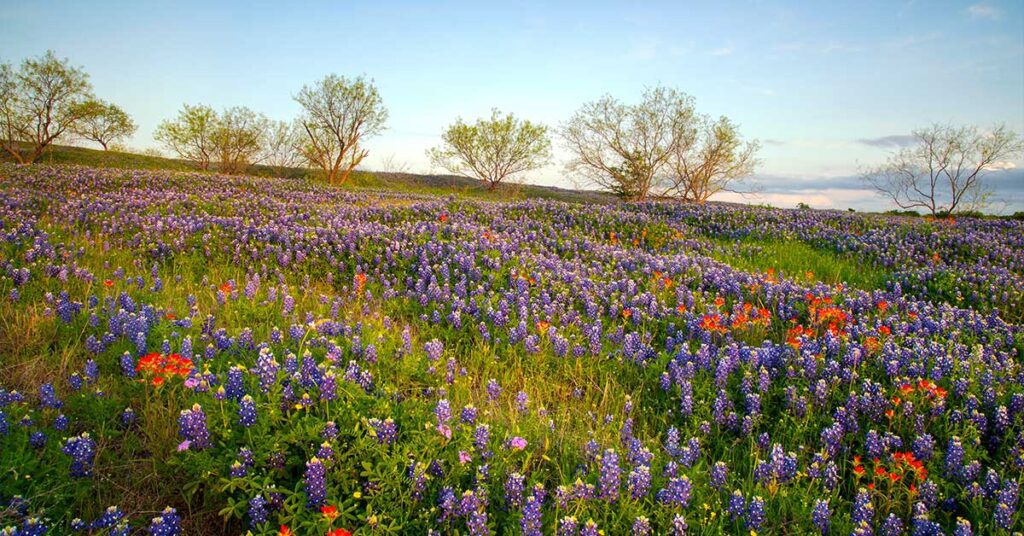 Vibrant field of blooming bluebonnets and wildflowers under a clear blue sky