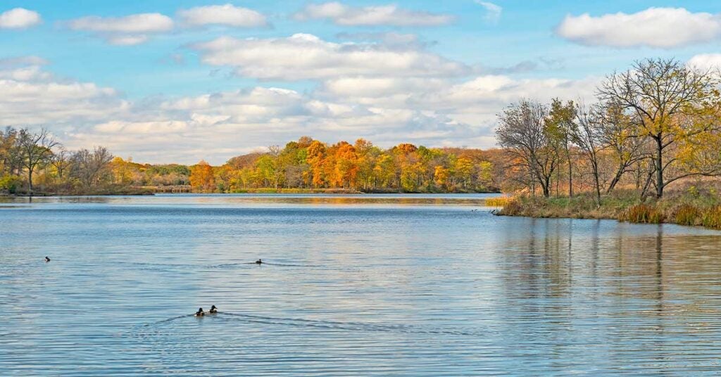 Serene lake with ducks swimming and colorful fall trees reflecting on water