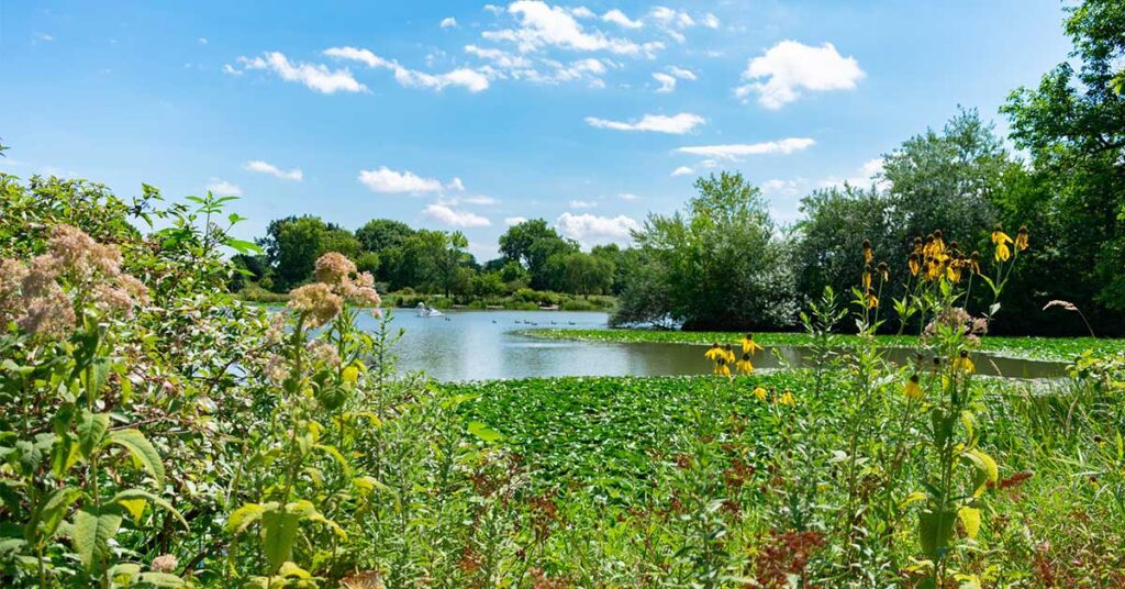 Green native plants in front of the Humboldt Park Lagoon with water lilies in Humboldt Park Chicago during summer